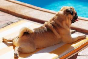 Pawsitively Palm Springs 🐾: A Dog-Friendly Guide to Wagging Good Time