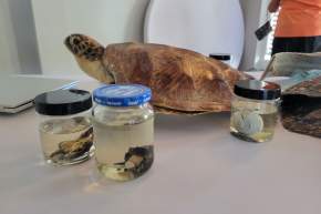 Turtle Talks - Ocean Isle Beach