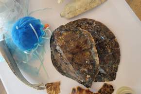Turtle Talks - Ocean Isle Beach