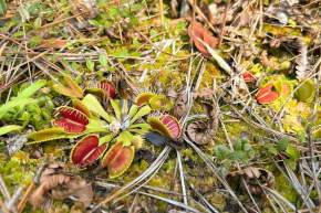 BSL Spring Fling: Venus Fly Trap Festival
