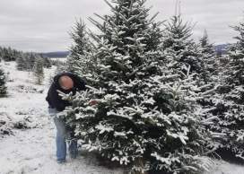 Christmas Tree Shopping is a Holiday Experience in Frederick, Maryland