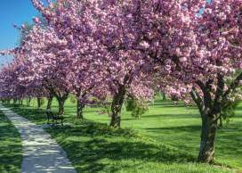 Blossoms, Brews, and Historic Views - Guide to Springtime in Frederick County, MD