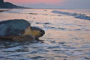 A Morning of Sea Turtle Patrol