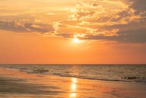 Bird Watching: Species Guide and Best Spots in the Golden Isles