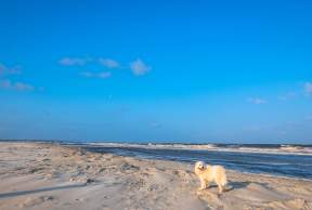 4 Pet-Friendly Activities in the Golden Isles