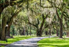 Golden Isles trees