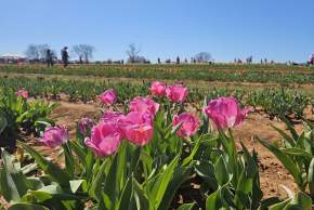 7 Fun Ways to Spend Spring Break in Huntsville