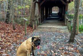 Dog Friendly Hiking Close to Downtown Huntsville