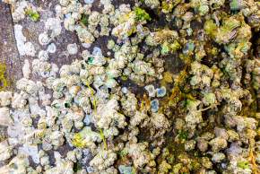 Piling with barnacles