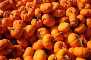 No Tricks! Just 9 Local Fall Festivities and Treats