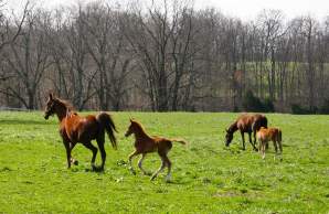 Kentucky horses in a beautiful Shelby County field