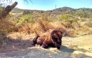 Catalina Island Bison