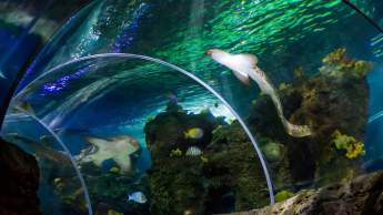 Sea Life Benalmádena
