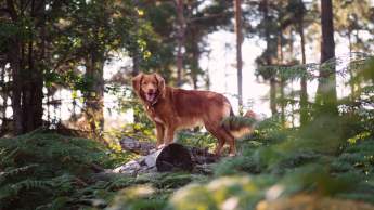 Dog on Trail