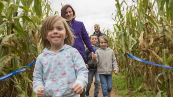 Young children and their parents happily navigate a corn maze