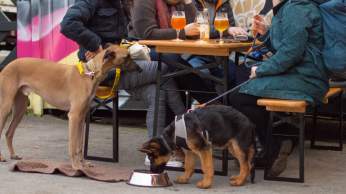 Dog-friendly pubs in Bristol for a pint with your pooch