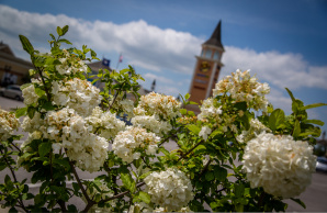 Outlet Shoppes with Flowers