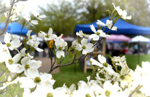 Dogwood Festival returns for 2025