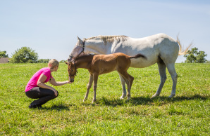 The American Saddlebred Capital of the World