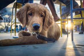 Gwinnett Instagram Dogs You Should be Following