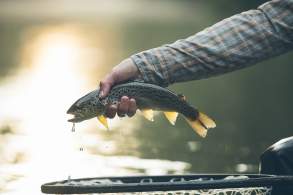 Fly-fishing on the Yellow Breeches Creek