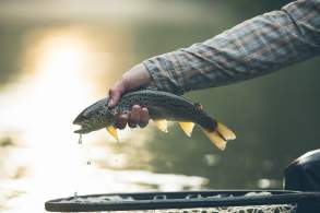 Fishing in Cumberland Valley