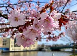 Cherry Blossoms