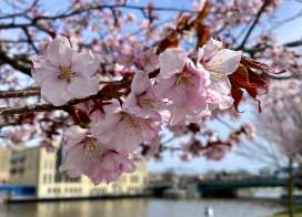 Cherry Blossoms in Manitowoc City Hall lot
