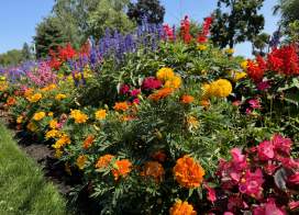 Flowers at West of the Lake Gardens