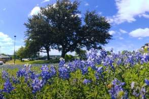 Virtual Vacation: Field of Bluebonnets