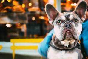 Palm Springs: A Pet-Friendly Getaway