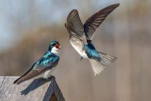 Two birds