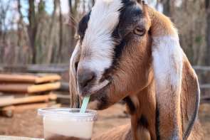 Goats + Floats