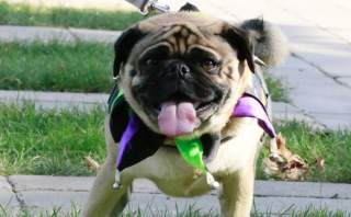 2nd Annual Midwestern Pug Social