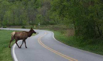 Elk in the Smokies
