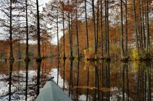 Fall Foliage: A Delaware Leaf Peeping Guide