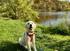 Top Dog‑Friendly Parks to Explore in Milwaukee