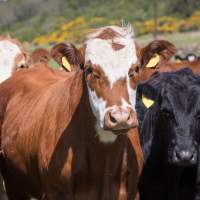Cattle at Blue Grass Stockyards