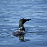 Loon in The Water in Minocqua