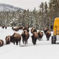 Your Winter Guide to Yellowstone National Park