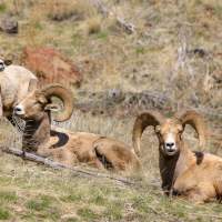 10 Places to Spot Wyoming Wildlife