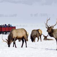5 Reasons Why You Should Take a Wyoming Winter Vacation