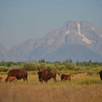 Wyoming Wildlife Safety Tips