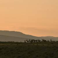 10 Best Places to Spot Wildlife in Wyoming