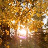 Crimson and Gold: 9 Unmissable Wyoming Locations for Fall Colors