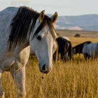 Homegrown Inspiration: How Wyoming Shapes Its Artists and Authors