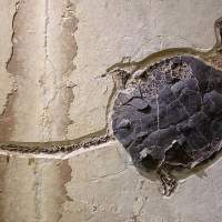 18 of the Best Places in Wyoming to Explore Fossils