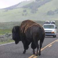 8 Ways to Experience Yellowstone this Summer