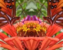 Butterfly on Flower
