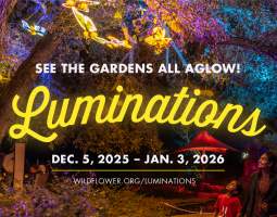 Luminations